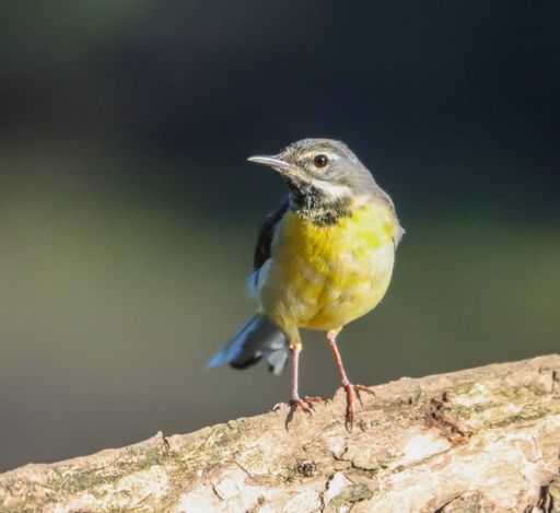 The grey wagtail (Motacilla cinerea) on the River Cynon, South Wales.