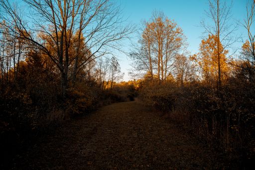 A beautiful shot of a pathway covered in brown leaves surrounded by leafless trees under a blue sky
