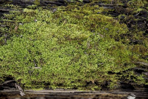 A closeup shot of rocks with moss growing on it
