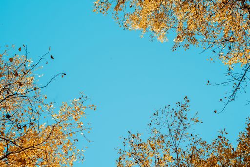 A low angle shot of yellow leafed trees with a blue sky in the background