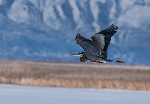 A closeup shot of Great blue heron flying over great Salt lake in Utah