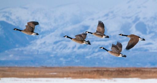 A flock of Canada geese flying over Great Salt lake, USA