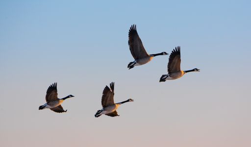 A flock of Canada geese flying over Great Salt lake, USA