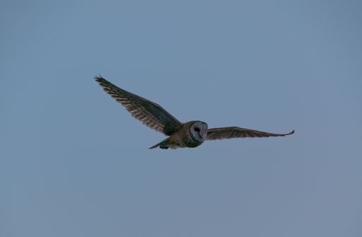 A closeup shot of a great grey owl in flight in Utah, USA