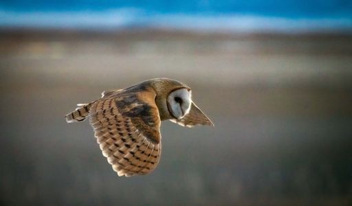 A closeup shot of a great grey owl in flight in Utah, USA