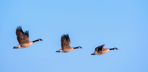 A flock of Canada geese flying in blue sky in Utah, USA