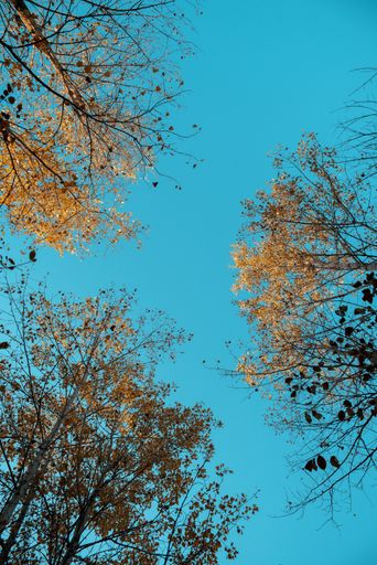 A low angle vertical shot of yellow leafed trees with a blue sky in the background