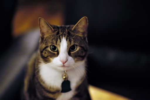 A closeup shot of a fancy cat looking at camera in collar with name tag on its neck