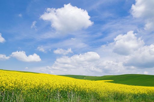 Agricultural landscape, fields in spring flowering, with beautiful sky with clouds