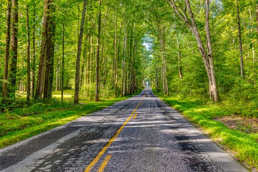 A beautiful shot of an empty road in the middle of trees