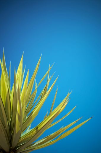 A vertical closeup of a beautiful green plant against a blue sky