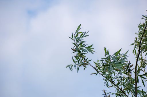 A low angle shot of tree branches with leaves against a cloudy sky