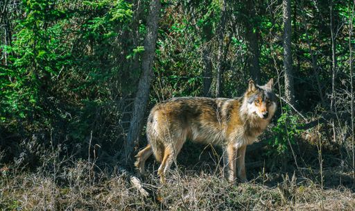 A scenic view of a timber wolf in the woods on Dalton Highway, Alaska