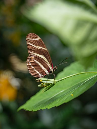 A macro of a zebra longwing (Heliconius charithonia) butterfly on a flower