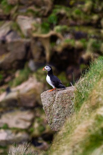 A vertical shot of a Puffin bird on the rock