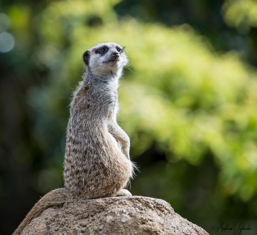 A vertical shot of a Meerkat standing on a rock and looking at the camera