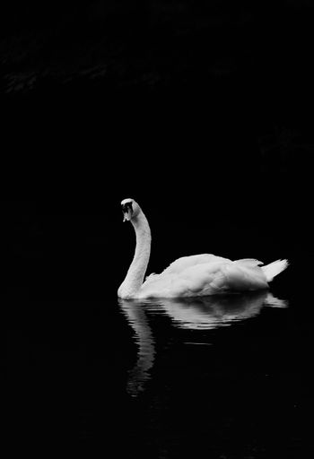 A vertical shot of a white swan in Japan isolated with black background