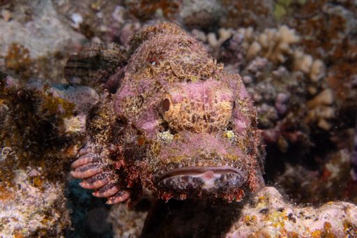 A closeup shot of a tropical stonefish in a coral reef