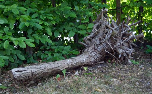 A broken tree trunk fallen on a forest floor