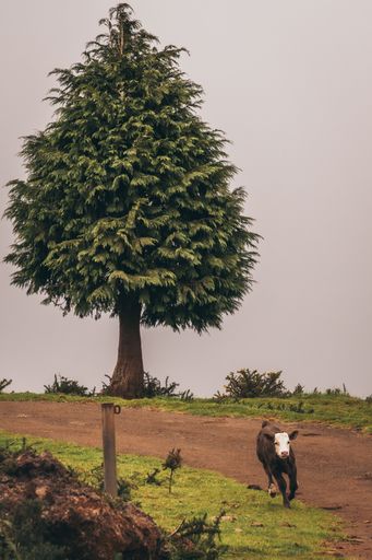 A vertical shot of a cow on a pathway with a big tree in the background