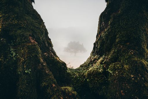 A beautiful view of a tree covered in fog with mossy ttree trunks in the foreground