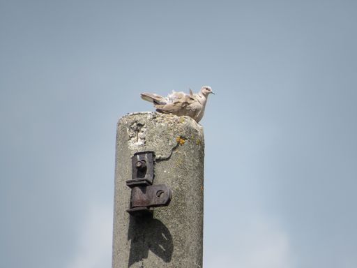 A closeup of a white dove perched on a stone pillar against a blue sky