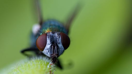 A macro shot of a fly on a plant