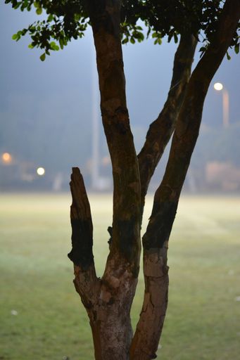 A vertical closeup shot of a beautiful tree in the park