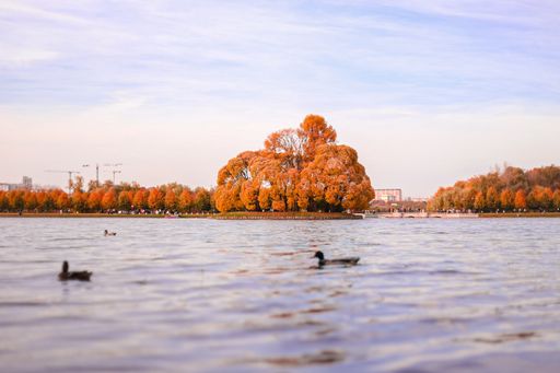 A beautiful shot of yellow leafed trees in the distance near the water with a cloudy sky in the background