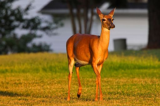 A White-tailed deer standing on grassland at sunset with blur trees background
