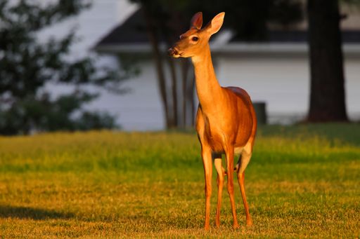 A cute White-tailed deer on grassland at sunset with blur trees background