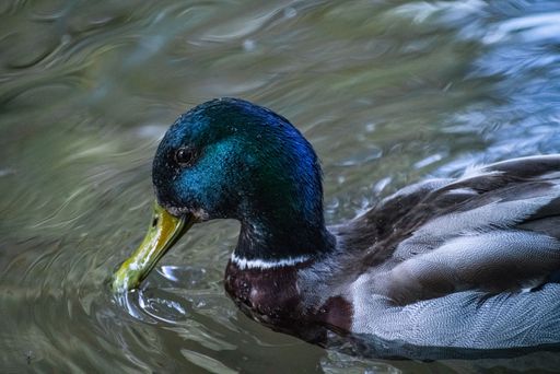 A beautiful Mallard duck swimming in pond