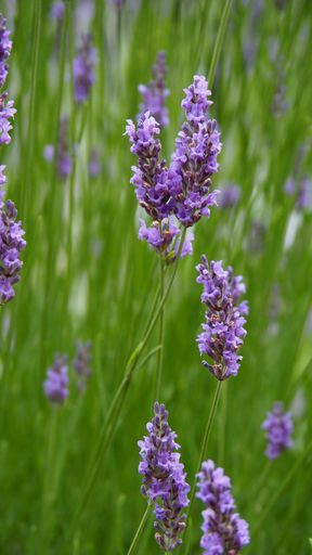 A vertical selective focus shot of blooming lavender flowers in a field