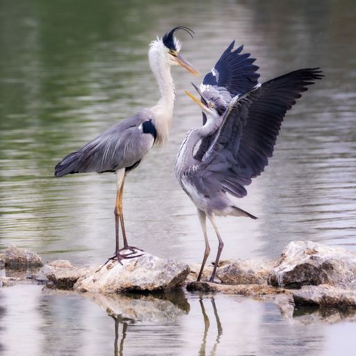 A beautiful couple of grey heron (Ardea cinerea) on rocks in a lake