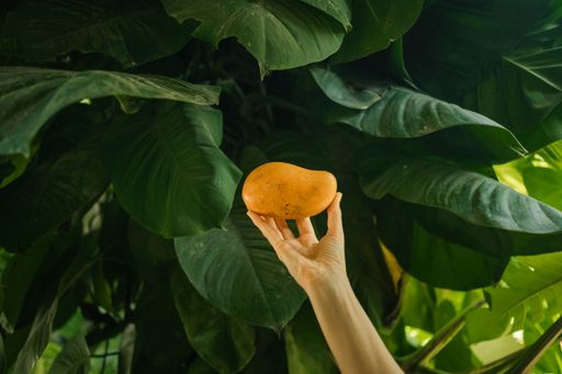 A hand holding a ripe mango in front of the green leaves
