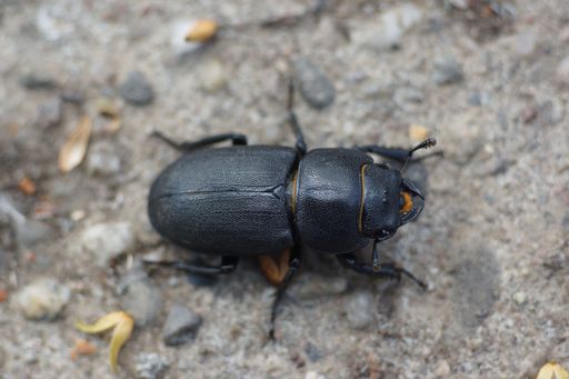 Macro photo of a female lesser stag beetle. Not as big as the stag beetle, but one of the larger ones in Germany.