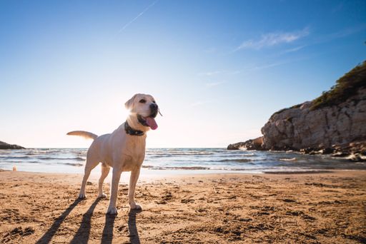 A cute domestic dog playfully running around and playing on the beach by the ocean