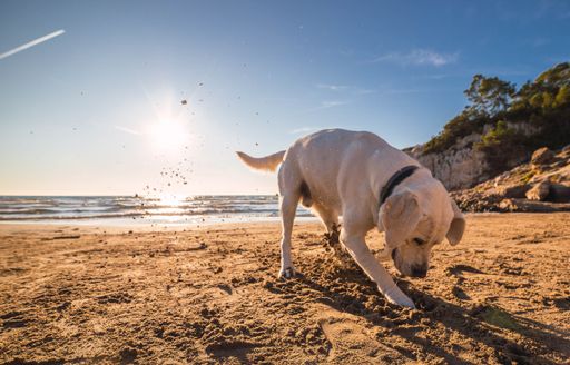 A cute domestic dog playfully running around and playing on the beach by the ocean