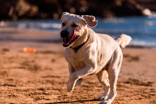 A cute domestic dog playfully running around and playing on the beach by the ocean