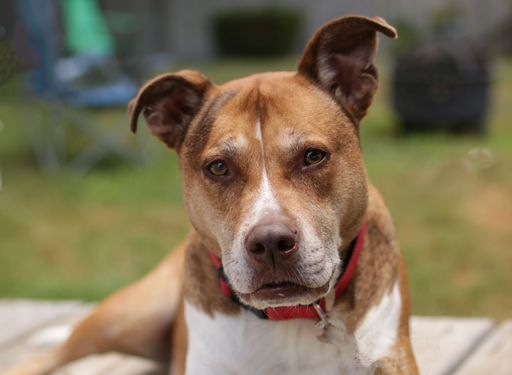 The close-up portrait of a Pitbull with a red collar looking straight to the front