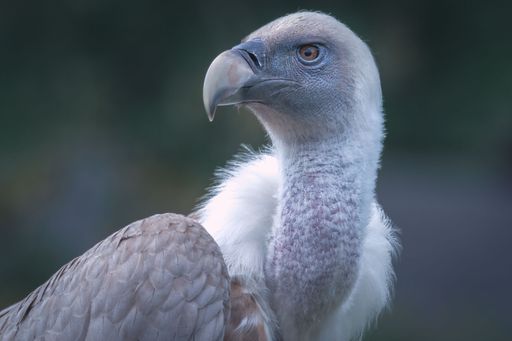 A closeup of a head of vulture bird looking side