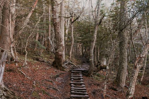 A beautiful shot of small wooden stairs in a large brown gloomy forest