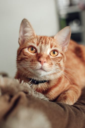 A vertical shot of a cute red striped cat with a collar