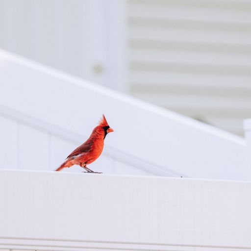 A closeup shot of a bright red cardinal bird standing on the edge of a white fence