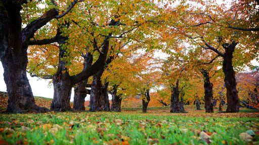 A breeze blew, and the leaves on the tree rustled. I lowered my head and picked up a leaf. It tasted very Japanese