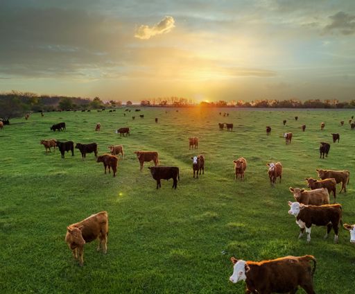 Cows at sunset in La Pampa, Argentina. The sun sets on the horizon as cattle graze in the field.