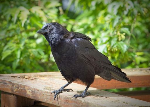 A closeup of the carrion crow, Corvus corone perched on the wooden surface.
