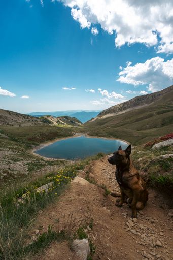 A beautiful shot of a dog near the small lake surrounded by mountains