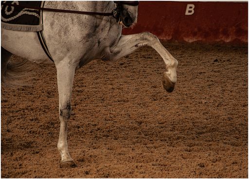 The Horse dance is full of beauty