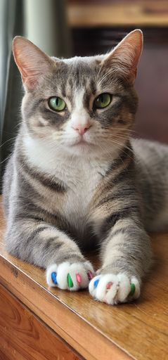 A vertical shot of a cute cat with green eyes lying on the floor